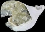 Crystal Filled Fossil Whelk - Rucks Pit, FL #69073-1